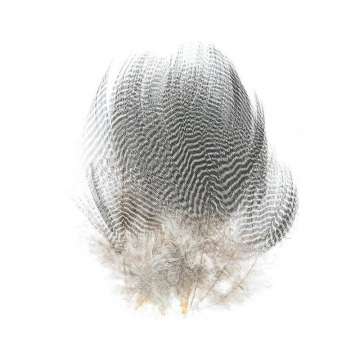 Hareline Teal Flank Feathers